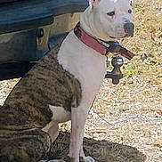Pistol Annie joined the competition — help win amazing prizes! animal, brindle, calm, canine, collar, daytime, dog, ears, grass, ground, nature, outdoor, pet, side_view, sitting, sunlight, trailer_hitch, vehicle, watchful, white