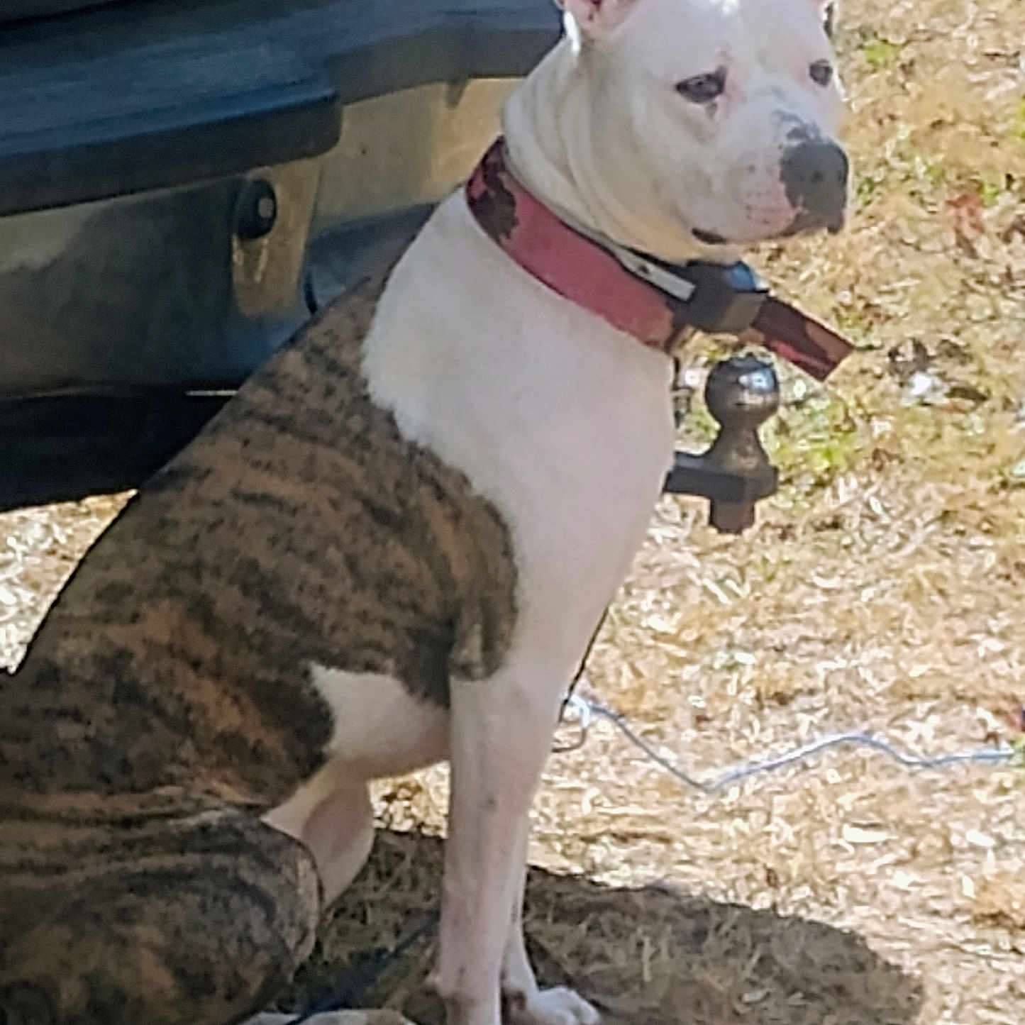 Pistol Annie