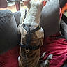 back_view, blanket, couch, dog, domestic_animal, ears, fabric, fur, harness, indoor, light, looking_out, pet, red_blanket, relaxed, resting, seated, shadow, tail, window