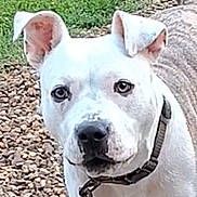 Pistol Annie is registered to the contest to win money with this photo: alert, animal, canine, closeup, collar, daylight, dog, ears, friendly, grass, gravel, looking, muzzle, nature, outdoor, paw, pet, standing, tail, white_dog