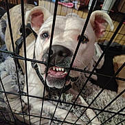 Pistol Annie joined the competition — help win amazing prizes! animal, blanket, cage, canine, cheerful, closeup, collar, crate, dog, ears, floor, fur, home, indoors, metal_bars, nose, pet, playful, teeth, tongue