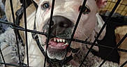 Pistol Annie joined the competition — help win amazing prizes! animal, blanket, cage, canine, cheerful, closeup, collar, crate, dog, ears, floor, fur, home, indoors, metal_bars, nose, pet, playful, teeth, tongue