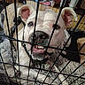 animal, blanket, cage, canine, cheerful, closeup, collar, crate, dog, ears, floor, fur, home, indoors, metal_bars, nose, pet, playful, teeth, tongue