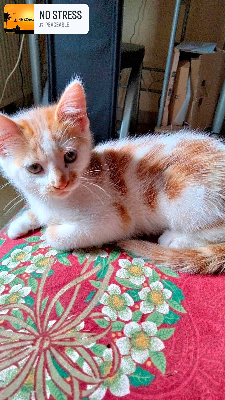 Canelle a rejoint le concours — aidez-le/la à gagner de superbes lots ! carnivore, cat, cat_furniture, claw, comfort, domestic_short_haired_cat, fawn, felidae, flooring, fur, linens, pattern, paw, small_to_medium_sized_cats, snout, tail, textile, whiskers, window, wood