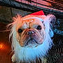 animal, boxer, bulldog, canine, dog, frenchbulldog, pet, pitbull, puppy, whitedog