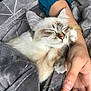 Saphir participe au concours pour gagner de l'argent avec cette photo : cat, sleeping, blanket, gray, person, arm, watch, blue_sleeve, fur, cozy, nap, indoor, comfort, pet, cute, whiskers, relaxation, soft, paw, resting