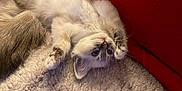 Saphir a rejoint le concours — aidez-le/la à gagner de superbes lots ! kitten, cat, pet, fluffy, upside_down, carpet, red_cushion, indoor, cute, animal, feline, young, soft, relaxed, whiskers, paws, fur, blue_eyes, cozy, resting