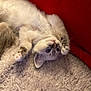 kitten, cat, pet, fluffy, upside_down, carpet, red_cushion, indoor, cute, animal, feline, young, soft, relaxed, whiskers, paws, fur, blue_eyes, cozy, resting