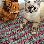 Saphir participe au concours pour gagner de l'argent avec cette photo : cat, blue_eyes, plush_toy, lion, bedspread, patterned, indoor, fur, cute, pet, animal, whiskers, ears, paws, feline, domestic_cat, soft_toy, resting, looking, closeup
