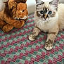 cat, blue_eyes, plush_toy, lion, bedspread, patterned, indoor, fur, cute, pet, animal, whiskers, ears, paws, feline, domestic_cat, soft_toy, resting, looking, closeup