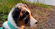 Blue joined the competition — help win amazing prizes! animal, calm, dog, fur, grass, harness, lake, leash, nature, outdoor, pet, profile, puppy, scenic, side_view, sitting, sunset, trees, water, young_dog