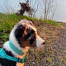 dog, puppy, side_view, outdoor, lake, grass, sunset, harness, nature, water, trees, fur, pet, animal, young_dog, calm, sitting, profile, leash, scenic
