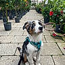 puppy, dog, pet, leash, harness, greenhouse, plants, flowers, potted_plants, pathway, stone_floor, yellow_flower, red_flower, green_leaves, indoor_garden, cute, sitting, looking_up, young_dog, animal