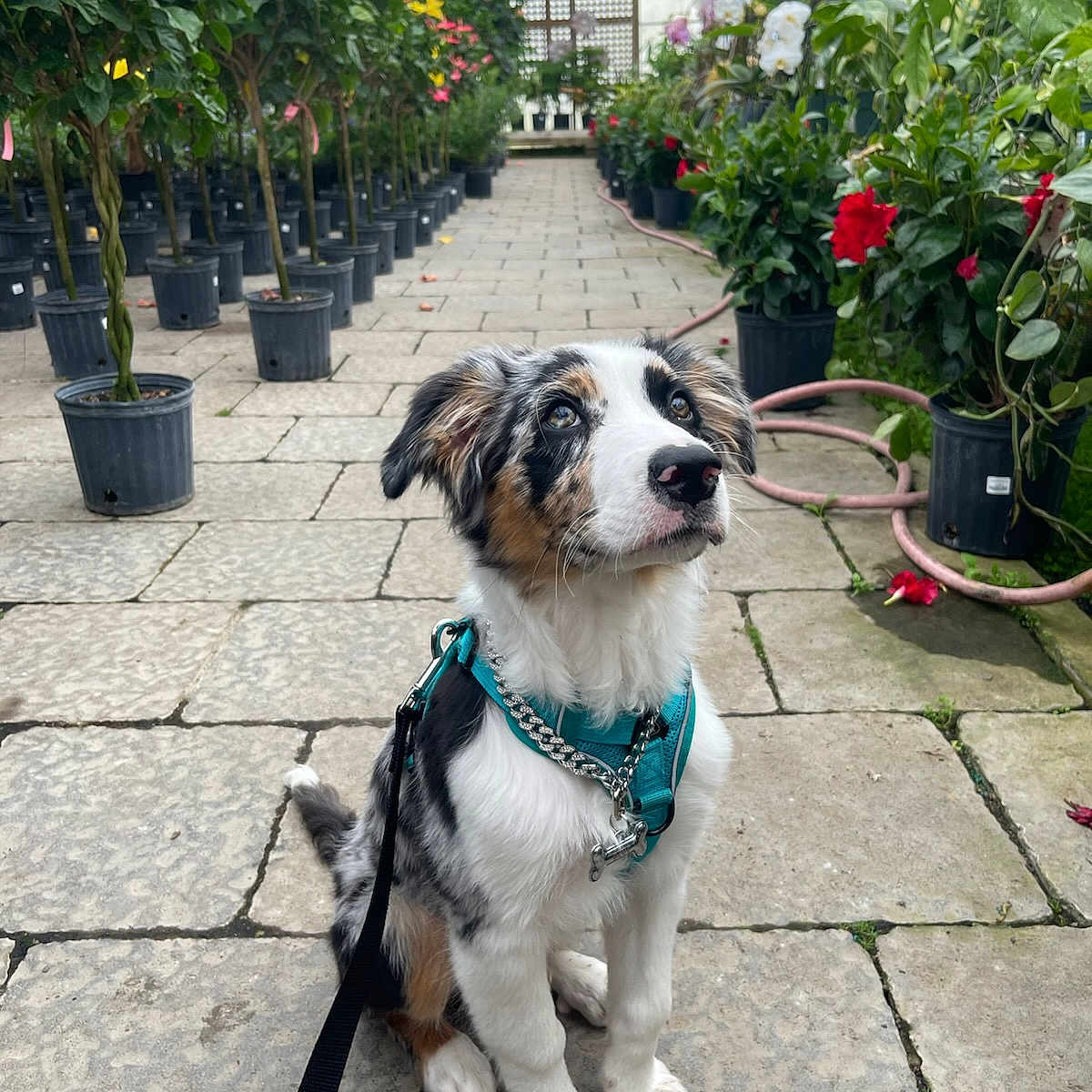 Blue is registered to the contest to win money with this photo: puppy, dog, pet, leash, harness, greenhouse, plants, flowers, potted_plants, pathway, stone_floor, yellow_flower, red_flower, green_leaves, indoor_garden, cute, sitting, looking_up, young_dog, animal