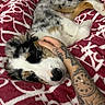 dog, sleeping, pet, hand, tattoo, blanket, red, white, merle, fur, cozy, resting, animal, indoor, cute, domestic, companion, comfort, relaxation, pattern