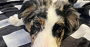 Blue is registered to the contest to win money with this photo: puppy, dog, bed, blanket, black_and_white, fur, cute, pet, lying_down, indoors, close_up, face, nostrils, ears, eyes, soft_texture, resting, adorable, young_dog, cozy