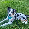 dog, puppy, australian_shepherd, grass, outdoor, pet, leash, animal, canine, lying_down, greenery, nature, fur, ears, collar, cute, young, playful, summer, resting