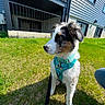 Blue is registered to the contest to win money with this photo: puppy, dog, grass, outdoor, sunny, harness, leash, house, building, window, balcony, pet, young_dog, fur, daylight, side_view, sitting, curious, shadow, suburban
