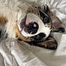 Blue is registered to the contest to win money with this photo: dog, bed, white_bed_sheet, pet, lying_down, fur, cute, canine, animal, ears, face, nose, whiskers, brown, black, white, expression, cozy, indoor, relaxation