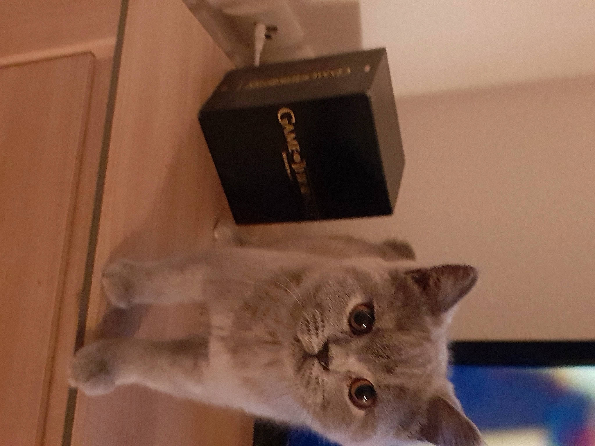 Orphée a rejoint le concours — aidez-le/la à gagner de superbes lots ! carnivore, cat, domestic_short_haired_cat, fawn, felidae, fur, room, russian_blue, small_to_medium_sized_cats, snout, tail, water, whiskers, wood