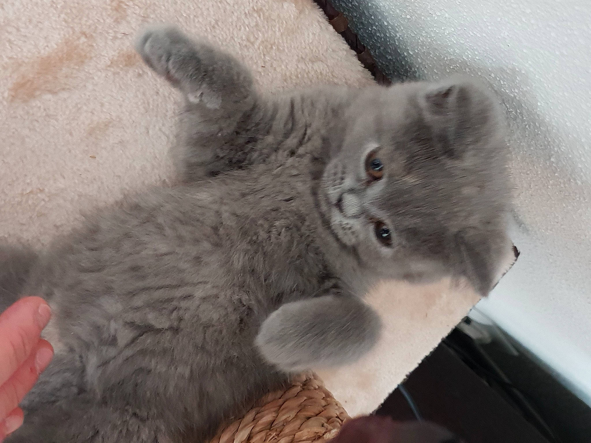 Orphée a rejoint le concours — aidez-le/la à gagner de superbes lots ! carnivore, cat, cat_toy, chartreux, claw, comfort, domestic_short_haired_cat, ear, eye, felidae, fur, grey, monochrome, monochrome_photography, paw, russian_blue, small_to_medium_sized_cats, tail, whiskers