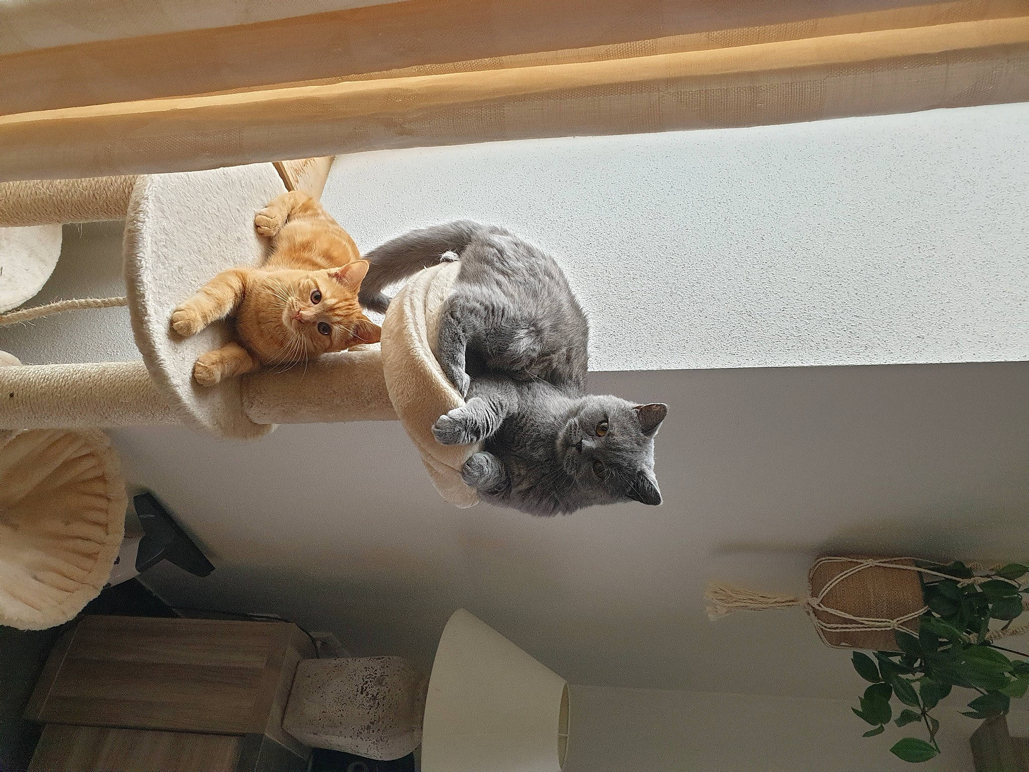 Orphée a rejoint le concours — aidez-le/la à gagner de superbes lots ! art, artifact, carving, ceiling, creative_arts, felidae, hardwood, metal, molding, natural_material, plaster, room, sculpture, shelf, statue, tail, twig, visual_arts, wood