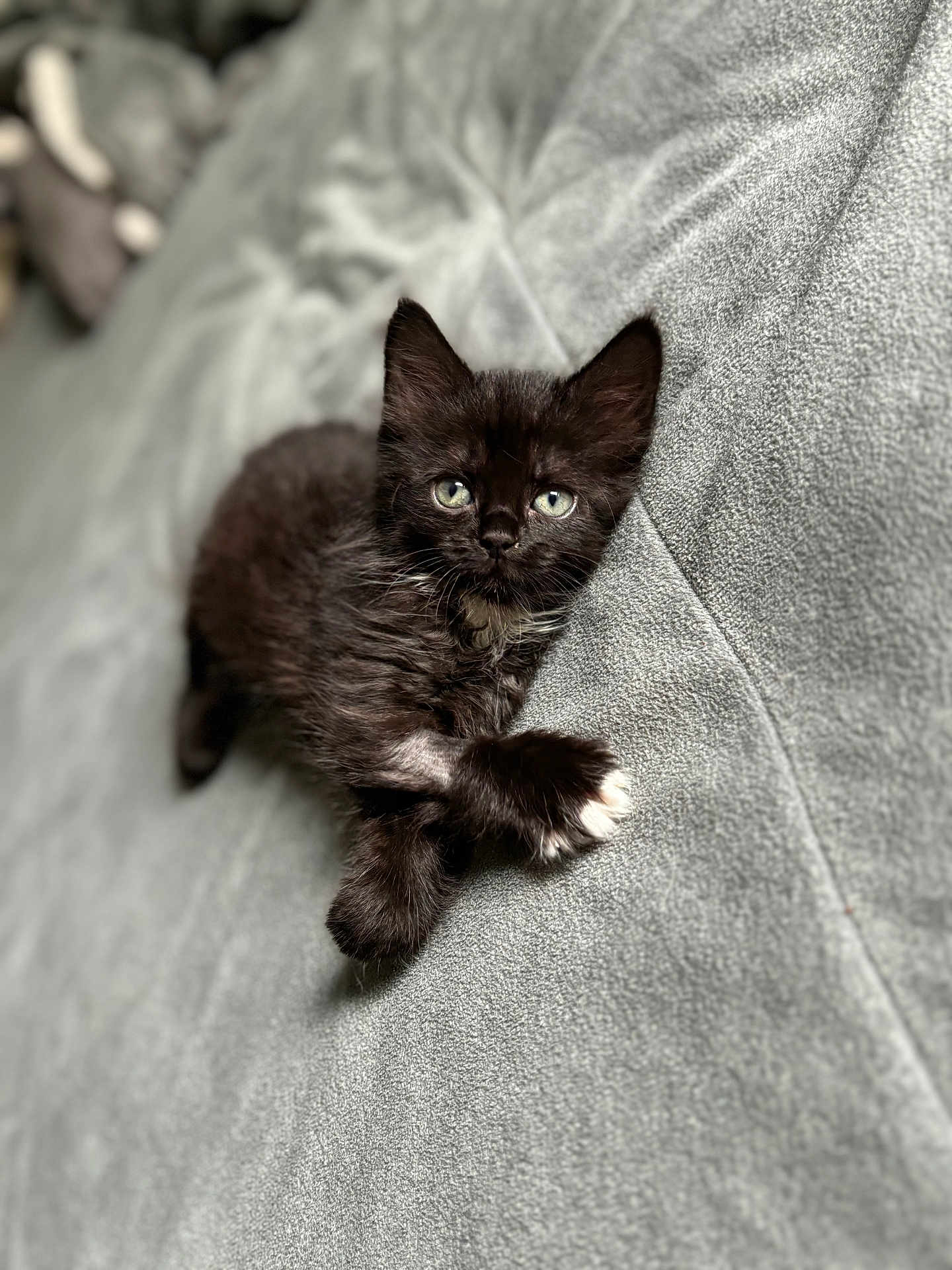 Jellybean is registered to the contest to win money with this photo: kitten, cat, black_cat, pet, animal, cute, feline, young, fur, whiskers, indoor, blanket, relaxing, lying_down, eyes, small, soft, cozy, paw, domestic