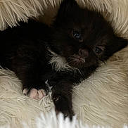 Jellybean joined the competition — help win amazing prizes! kitten, black_cat, white_paws, white_chest, fluffy_blanket, cute, pet, animal, feline, sleepy, cozy, close_up, indoor, young, small, fur, whiskers, paw, resting, soft
