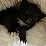 kitten, black_cat, white_paws, white_chest, fluffy_blanket, cute, pet, animal, feline, sleepy, cozy, close_up, indoor, young, small, fur, whiskers, paw, resting, soft