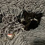 Jellybean joined the competition — help win amazing prizes! kitten, black_cat, stuffed_toy, blanket, fluffy, cozy, pet, animal, cute, fur, soft, indoor, resting, hiding, small, young, mammal, playful, comfort, relaxation