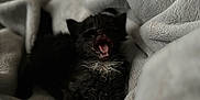 Jellybean is registered to the contest to win money with this photo: kitten, cat, black_cat, yawning, blanket, soft_texture, cozy, sleepy, pet, animal, fur, indoor, cute, whiskers, feline, resting, comfort, closeup, small, adorable