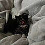 kitten, cat, black_cat, yawning, blanket, soft_texture, cozy, sleepy, pet, animal, fur, indoor, cute, whiskers, feline, resting, comfort, closeup, small, adorable