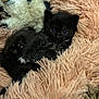 Jellybean joined the competition — help win amazing prizes! kitten, black_cat, fluffy_blanket, stuffed_animal, cozy, cute, pet, animal, soft_texture, indoor, resting, small, furry, young, sleepy, comfort, closeup, warm, relaxed, adorable