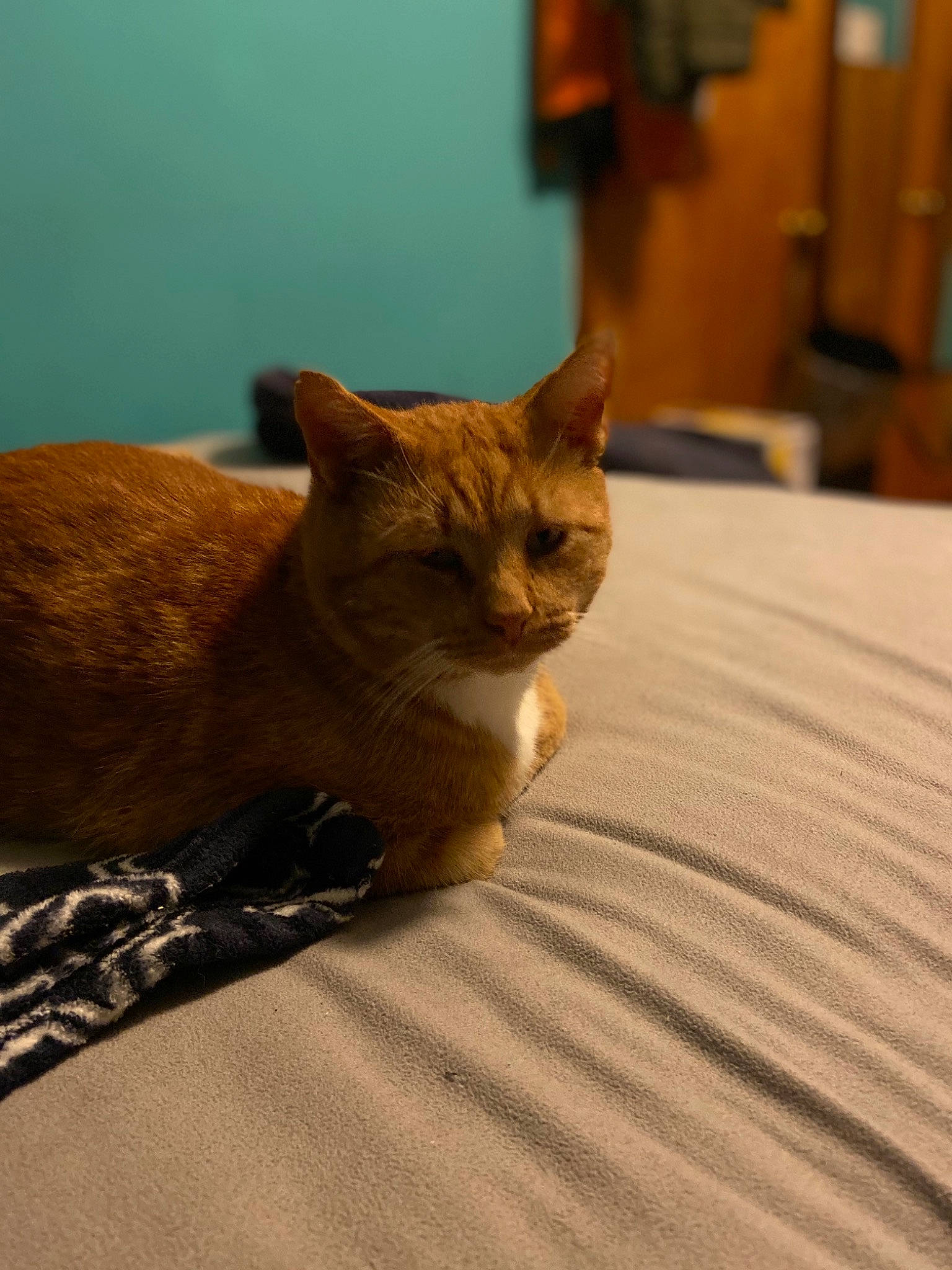 Beeb joined the competition — help win amazing prizes! aegean_cat, asian, carnivore, cat, chausie, domestic_short_haired_cat, european_shorthair, fawn, felidae, fur, german_rex, kitten, mammal, ojos_azules, small_to_medium_sized_cats, snout, tail, whiskers