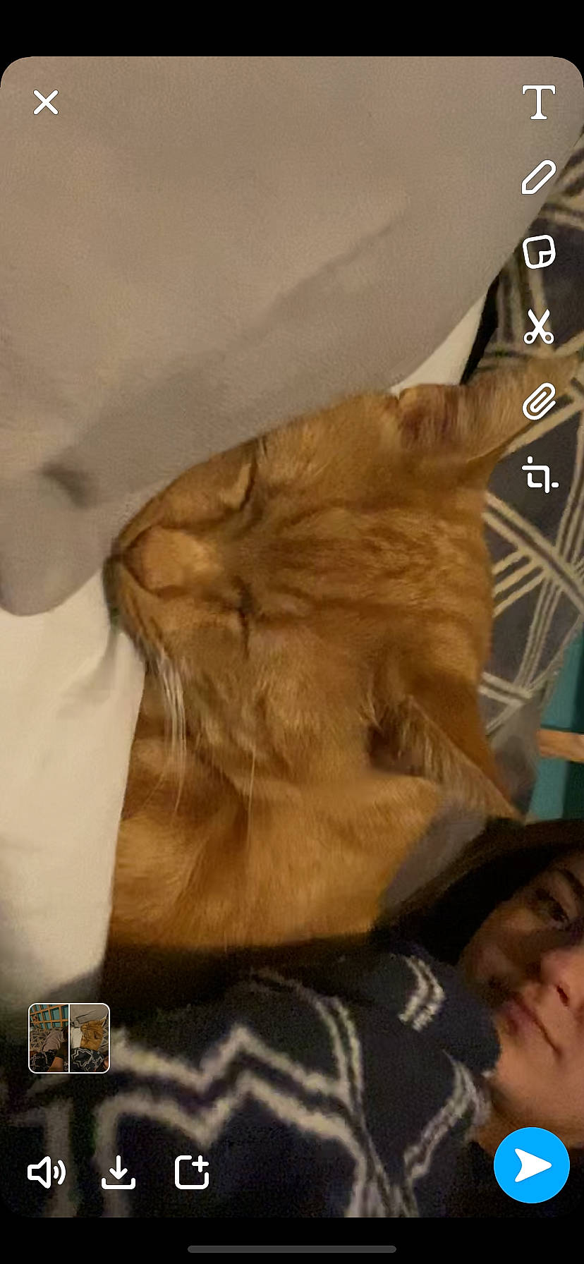 Beeb is registered to the contest to win money with this photo: canidae, carnivore, cat, ear, fawn, felidae, small_to_medium_sized_cats, snout, sporting_group, whiskers