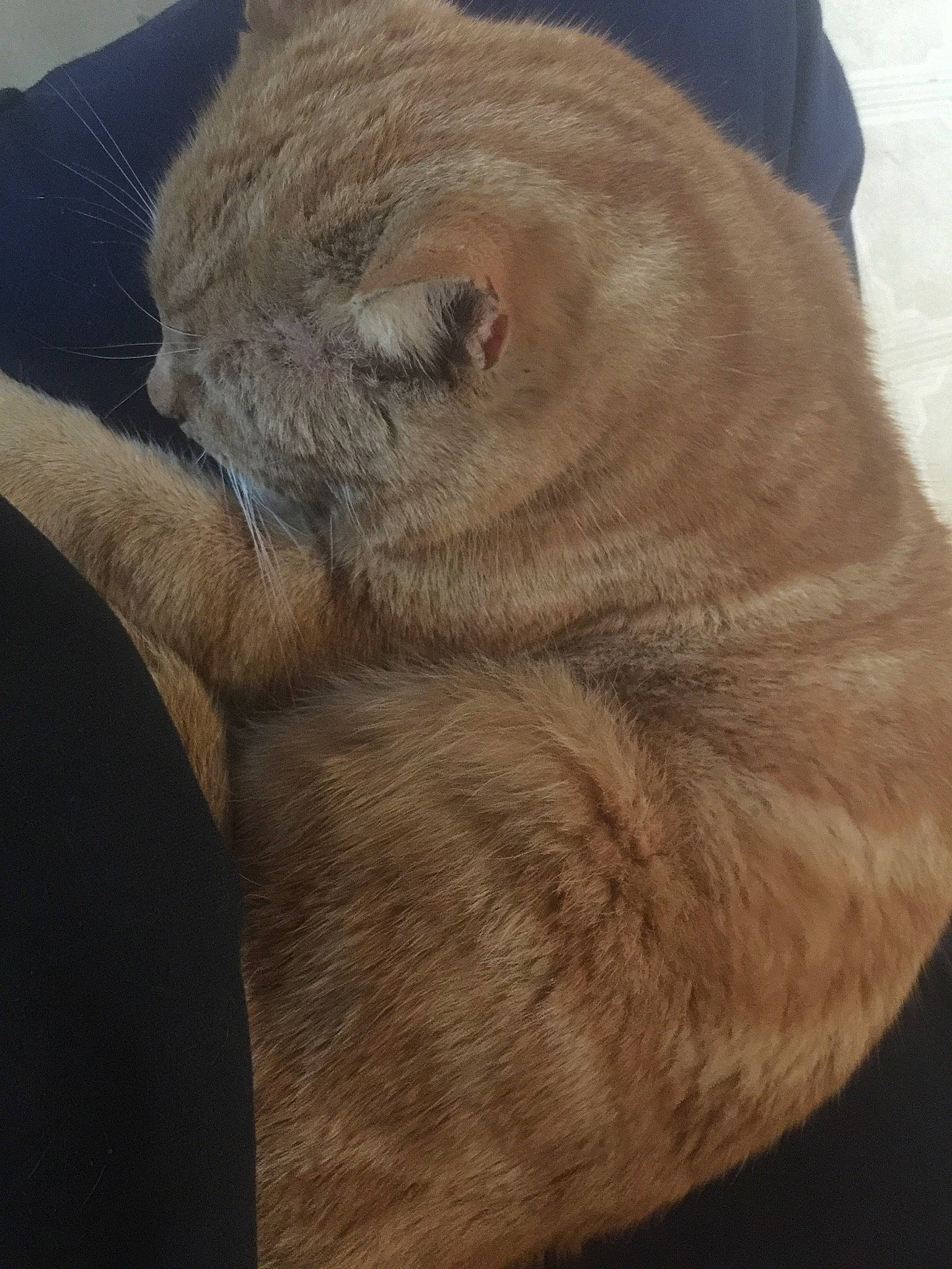 Beeb is registered to the contest to win money with this photo: british_shorthair, carnivore, cat, chartreux, fawn, felidae, fur, mammal, scottish_fold, small_to_medium_sized_cats, snout, whiskers