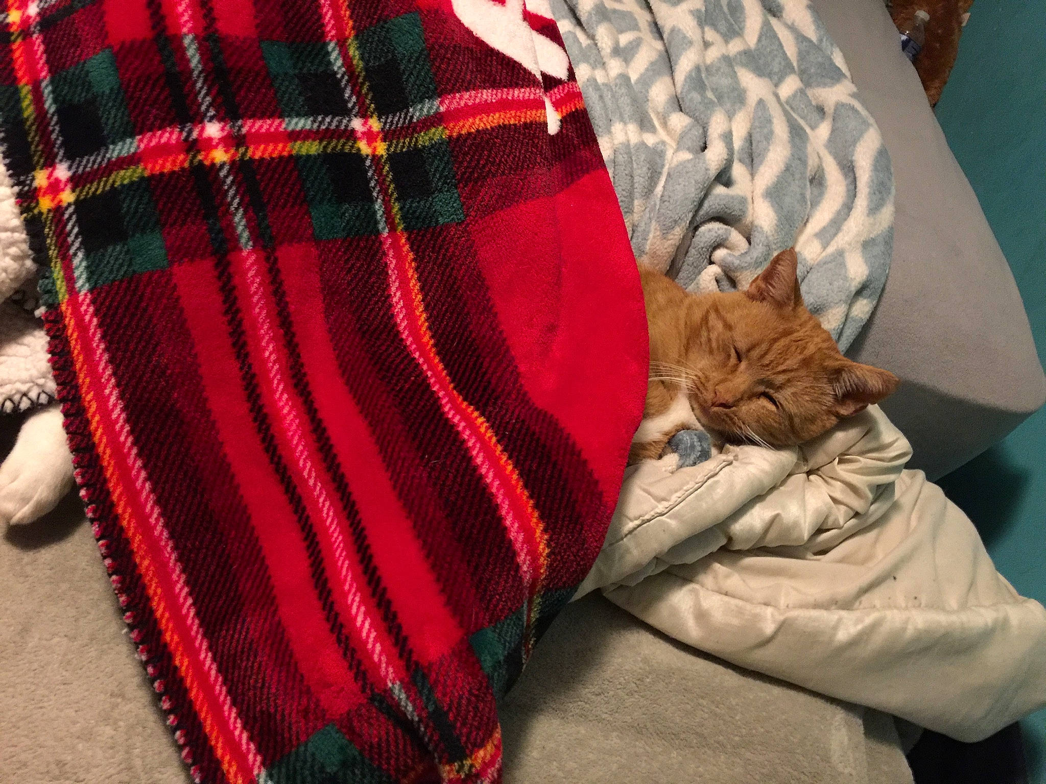 Beeb joined the competition — help win amazing prizes! blanket, carnivore, cat, design, fawn, felidae, fur, pattern, plaid, small_to_medium_sized_cats, tartan, textile, wool