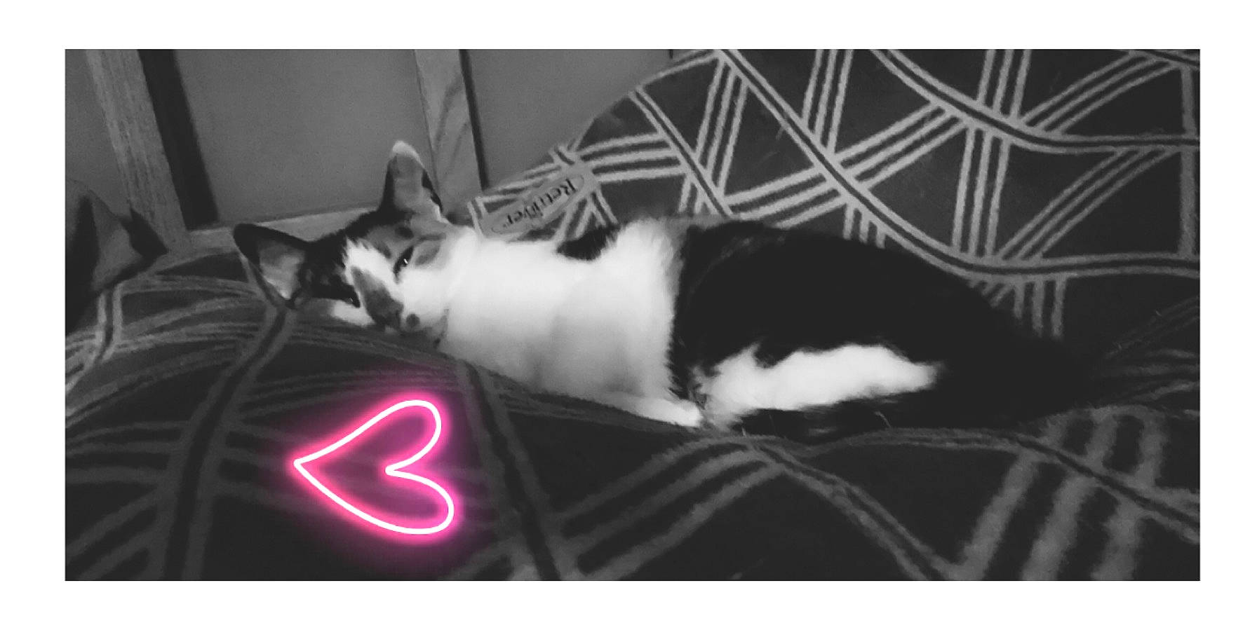 Teenie is registered to the contest to win money with this photo: black_and_white, carnivore, cat, felidae, nap, paw, small_to_medium_sized_cats, snapshot, snout, tail, whiskers