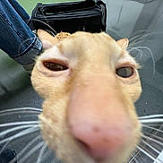 Boris is registered to the contest to win money with this photo: cat, close_up, nose, whiskers, curious, indoor, floor, bag, jeans, sneakers, reflection, animal, pet, feline, head, face, blurred_background, curiosity, indoor_lighting, floor_reflection