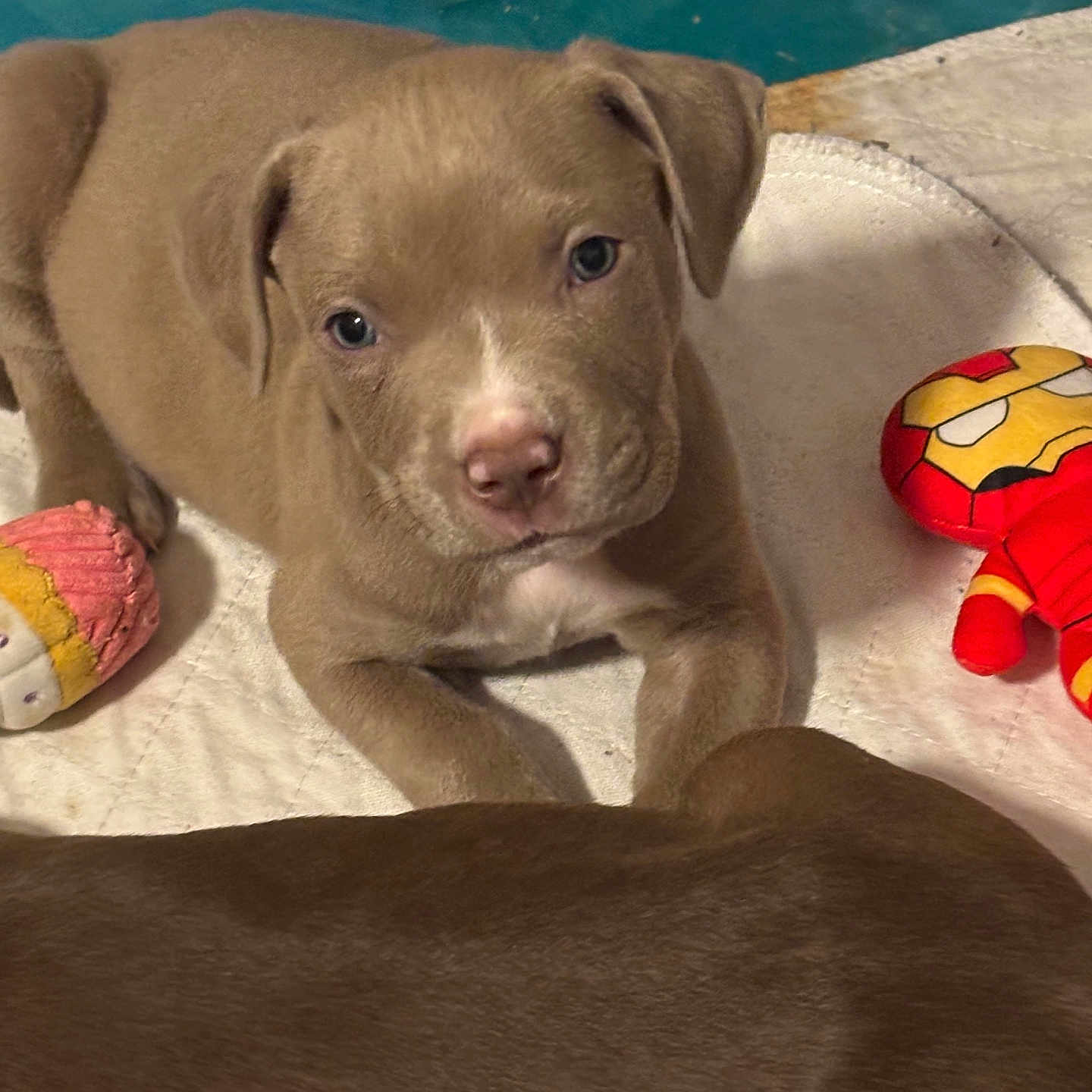 King is registered to the contest to win money with this photo: animal, ball, blanket, bulldog, canine, cushion, dog, hound, labradorretriever, pet, pitbull, plush, pointer, puppy, snout, sport, tennis, tennisball, toy, whitedog