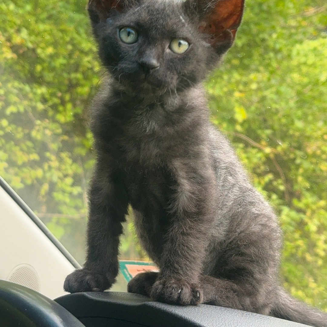 Goose joined the competition — help win amazing prizes! abyssinian, alloywheel, animal, blackcat, car, carwheel, cat, grass, kitten, machine, manx, pet, plant, spoke, tire, transportation, tree, vegetation, vehicle, wheel