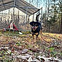 dog, small_dog, tongue_out, walking, grass, leaves, outdoor, forest, trees, fence, kennel, canopy, sunlight, shallow_depth_of_field, front_focus, bokeh, autumn, ground_level, curious, brown_black_coat