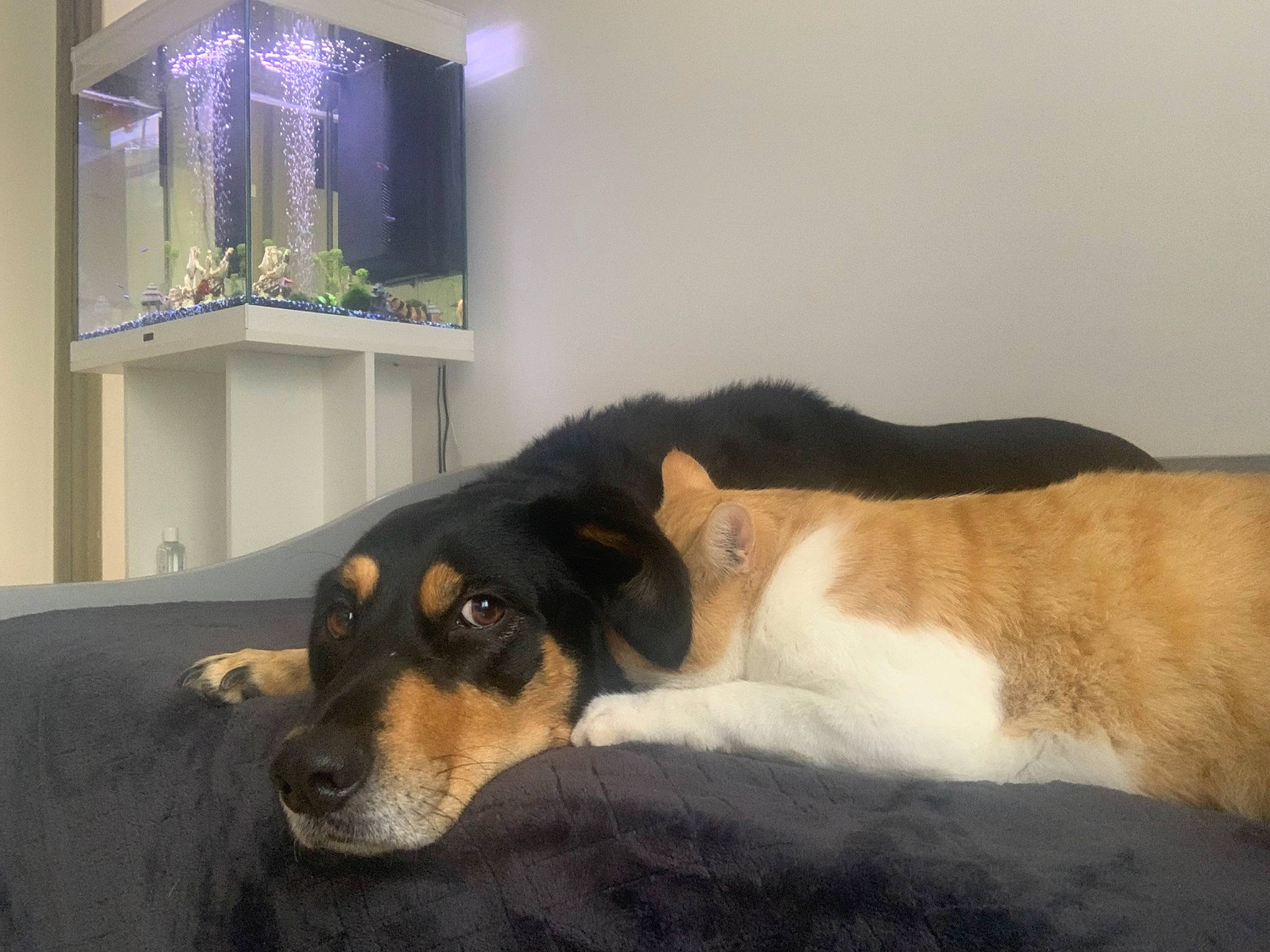 Happy a rejoint le concours — aidez-le/la à gagner de superbes lots ! cable_television, canidae, carnivore, comfort, companion_dog, couch, dog, dog_breed, flooring, fur, hardwood, linens, living_room, paw, picture_frame, room, snout, sporting_group, studio_couch, working_animal