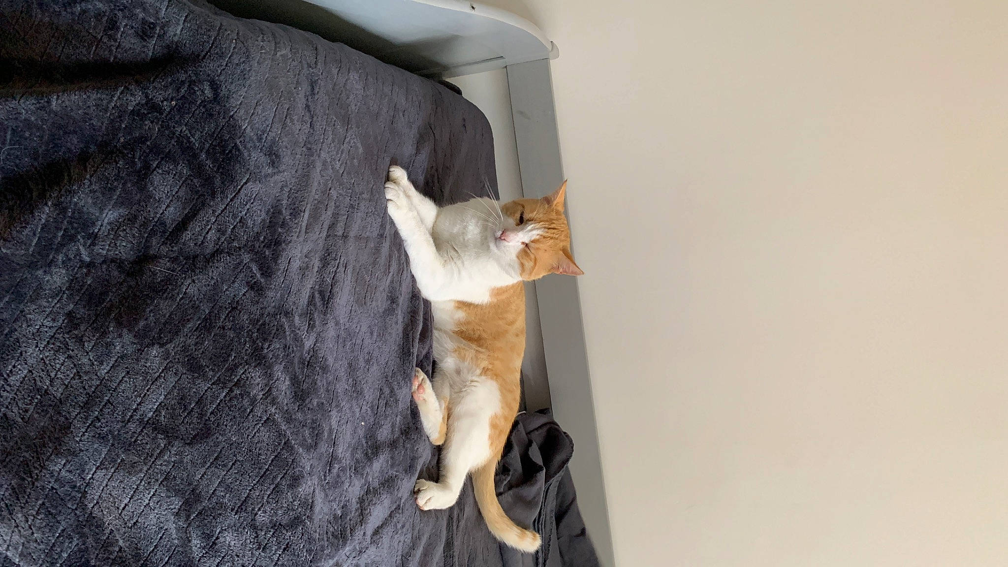 Happy a rejoint le concours — aidez-le/la à gagner de superbes lots ! carnivore, cat, chair, comfort, companion_dog, couch, dog_breed, domestic_short_haired_cat, fawn, felidae, fur, human_leg, knee, linens, small_to_medium_sized_cats, sporting_group, tail, thigh, whiskers, wood