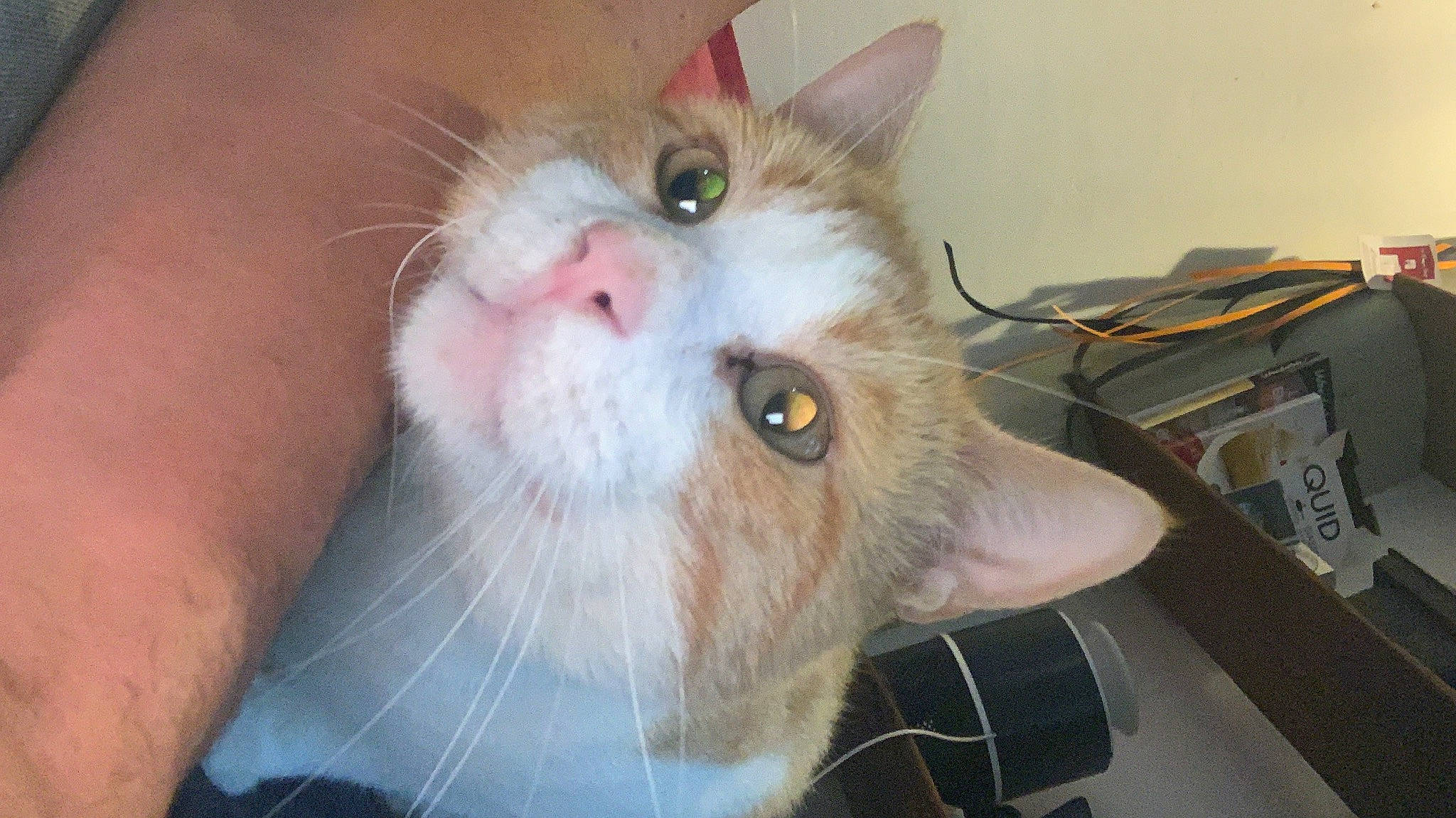 Happy a rejoint le concours — aidez-le/la à gagner de superbes lots ! carnivore, cat, domestic_short_haired_cat, ear, eye, felidae, fur, paw, small_to_medium_sized_cats, snout, whiskers