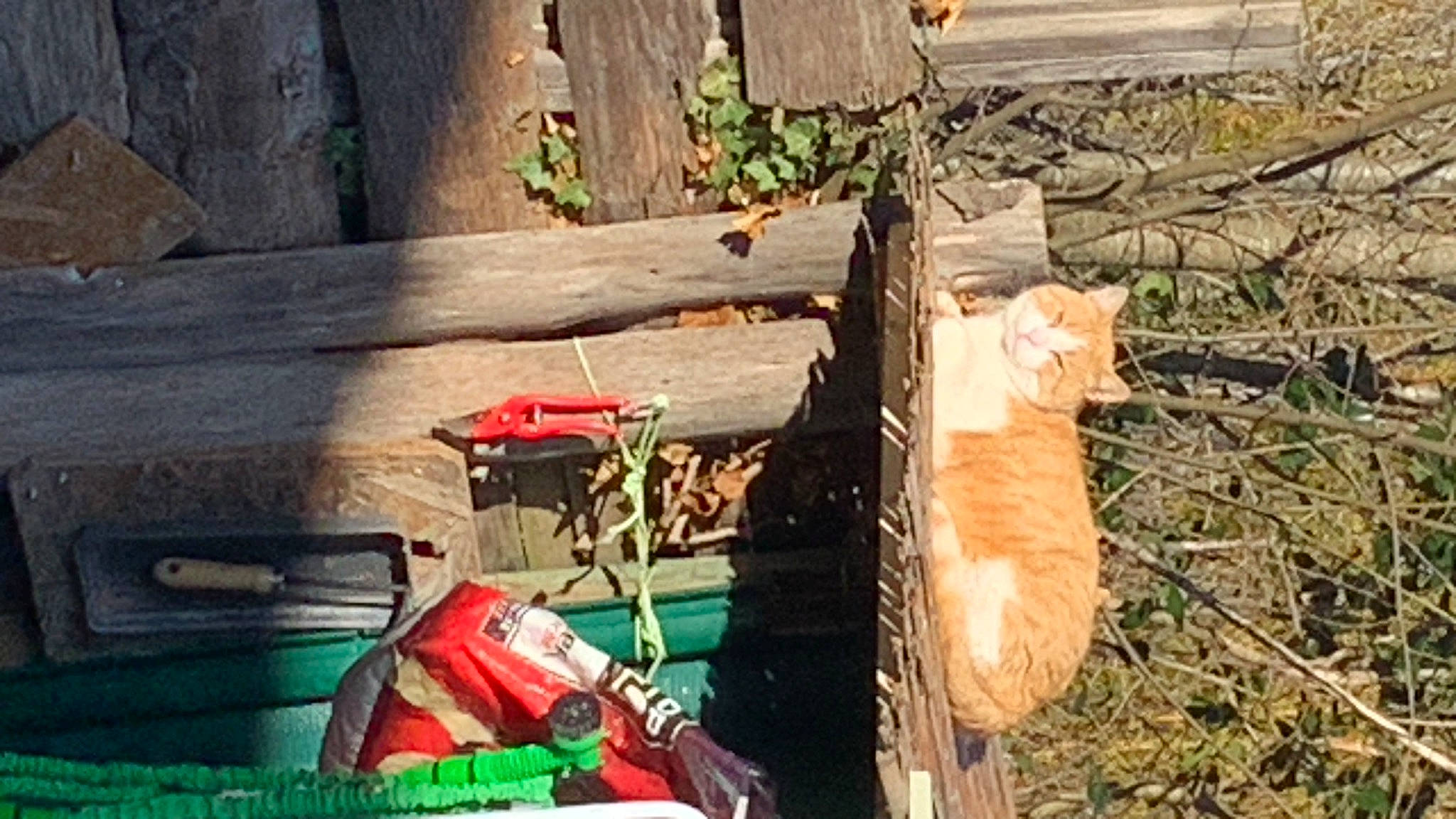 Happy participe au concours pour gagner de l'argent avec cette photo : bag, carnivore, cat, domestic_short_haired_cat, felidae, fur, grass, leisure, plant, small_to_medium_sized_cats, soil, tail, tree, trunk, twig, whiskers, wood