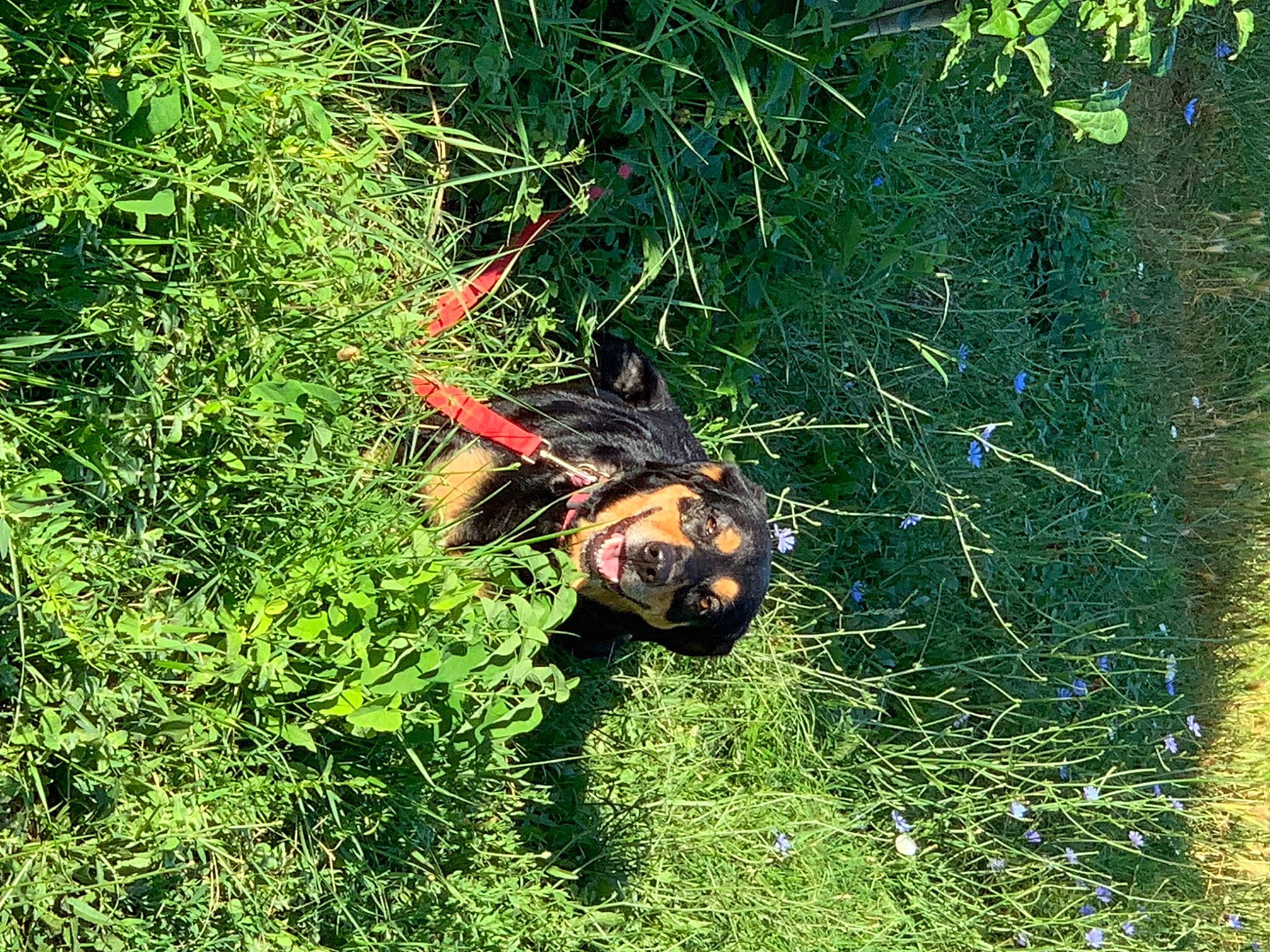 Noisette a rejoint le concours — aidez-le/la à gagner de superbes lots ! amphibian, forest, grass, grass_family, grassland, jungle, landscape, natural_landscape, organism, people_in_nature, pest, plant, prairie, rainforest, shrub, soil, terrestrial_animal, terrestrial_plant, tree, wildlife