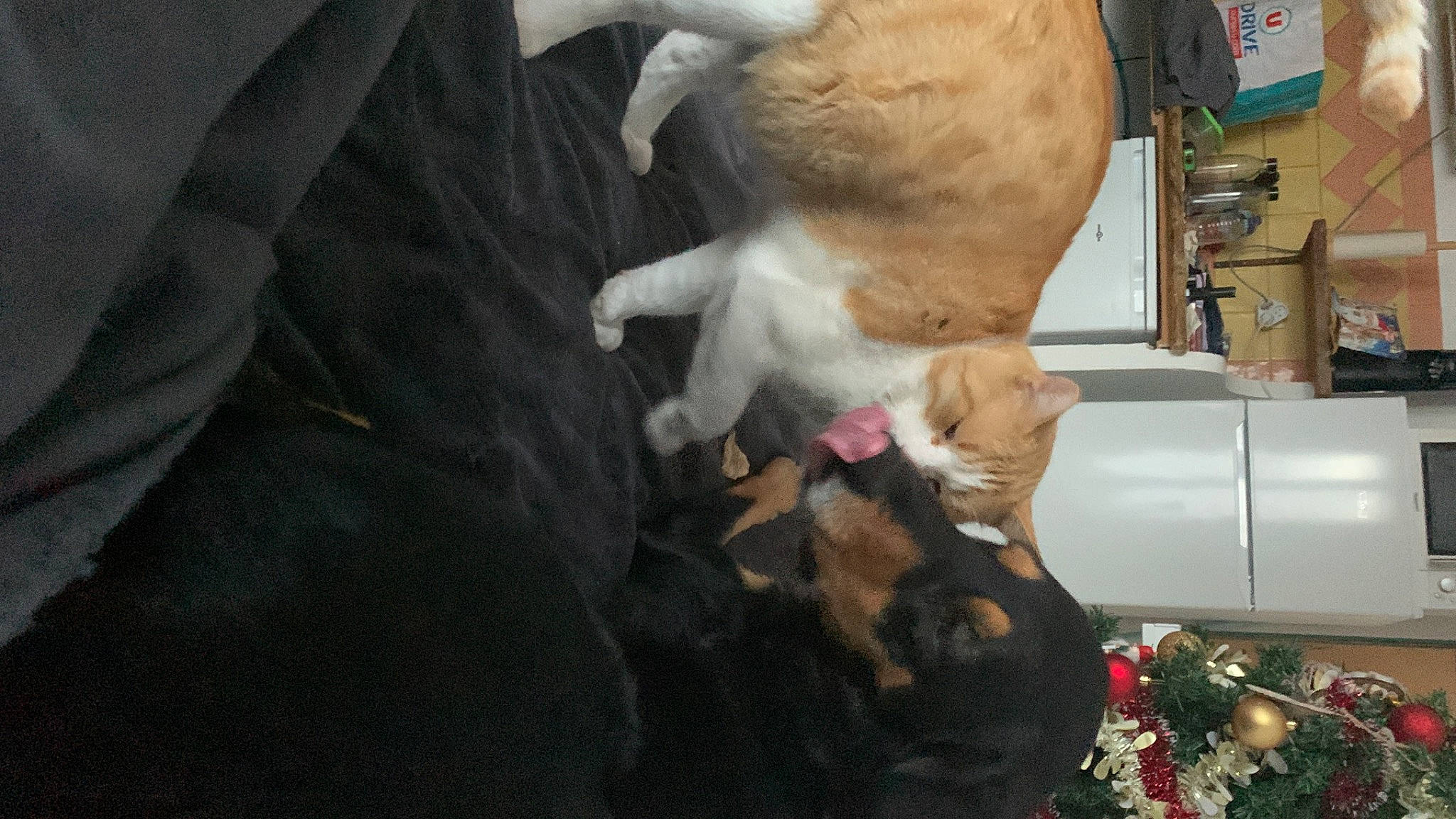 Noisette a rejoint le concours — aidez-le/la à gagner de superbes lots ! canidae, cat, claw, collar, comfort, companion_dog, dog_breed, domestic_short_haired_cat, fawn, felidae, fur, gesture, lap, plant, small_to_medium_sized_cats, sporting_group, tail, whiskers