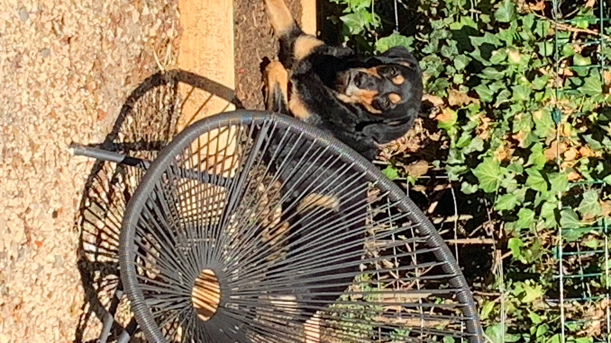 Noisette participe au concours pour gagner de l'argent avec cette photo : auto_part, automotive_tire, automotive_wheel_system, bicycle_part, bicycle_tire, bicycle_wheel, chair, grass, metal, motor_vehicle, organism, plant, recreation, rim, spoke, terrestrial_animal, tire, tree, wheel, wood
