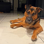 Tokyo participe au concours pour gagner de l'argent avec cette photo : dog, pet, animal, portrait, lying_down, indoors, living_room, tile_floor, brown_fur, black_fur, floppy_ears, collar, chain_collar, green_ball, home, furniture, reflections, relaxed, looking_at_camera, daylight